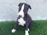 Cachorros de whippet de raza pura - photo 6