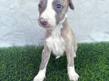 Cachorros de whippet de raza pura - photo 8
