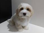 Cachorros Havanese Bichon - foto 1