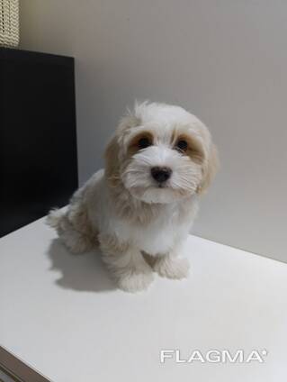 Cachorros Havanese Bichon