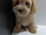 Cachorros Havanese Bichon - foto 2