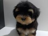 Cachorros Havanese Bichon - foto 3