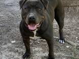 Cachorros pit bull - фото 2