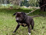 Cachorros pit bull - фото 3