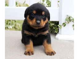 Cachorros Rottweiler con pedigrí