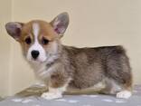 Cachorros Welsh Corgi Pembroke - foto 2