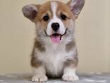 Cachorros Welsh Corgi Pembroke - foto 3