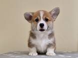 Cachorros Welsh Corgi Pembroke - фото 6