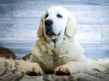 Cachorros y perros jóvenes Golden Retriever en venta - foto 1