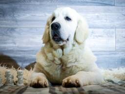 Cachorros y perros jóvenes Golden Retriever en venta