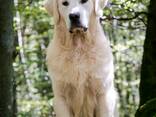 Cachorros y perros jóvenes Golden Retriever en venta - foto 4