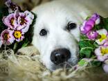 Cachorros y perros jóvenes Golden Retriever en venta - foto 6