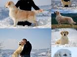 Cachorros y perros jóvenes Golden Retriever en venta - foto 10