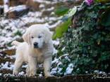 Cachorros y perros jóvenes Golden Retriever en venta - foto 11