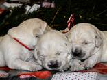 Cachorros y perros jóvenes Golden Retriever en venta - foto 13