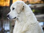 Cachorros y perros jóvenes Golden Retriever en venta - foto 14