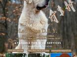 Cachorros y perros jóvenes Golden Retriever en venta - foto 16