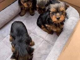 Cachorros Yorkshire Terrier. ..