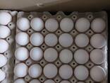 Chicken Eggs - фото 1