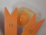 Chicken Eggs - фото 2