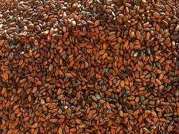 Cocoa beans