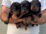 Doberman - cachorros en venta - фото 1