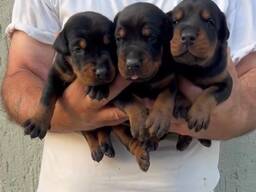 Doberman – cachorros en venta