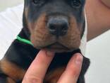 Doberman – cachorros en venta - photo 2