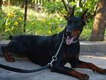 Doberman - cachorros en venta - фото 5