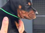 Doberman - cachorros en venta - фото 14