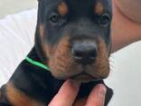 Doberman - cachorros en venta - фото 16
