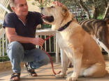 Дрессировщик собак, кинолог, зоопсихолог, специалист по поведению животных - фото 16