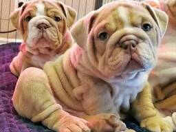English bulldogs
