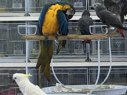 Exotic Parrots &amp; Fertile Parrot Eggs