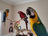 Exotic Parrots &amp; Fertile Parrot Eggs - photo 1