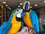 Exotic Parrots &amp; Fertile Parrot Eggs - photo 2