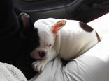 Beautiful litter French bulldog puppies for sale. - foto 1