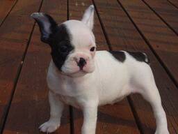 Beautiful litter French bulldog puppies for sale.