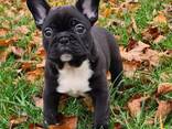 French bulldog puppies are looking for a new home - photo 1