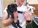 French bulldog puppies are looking for a new home - photo 2