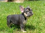 French Bulldog puppies - foto 1