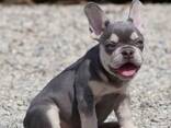 French Bulldog puppies - foto 2
