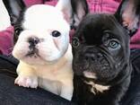 French bulldog puppies raised in a loving family home, - фото 1