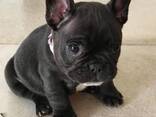 French bulldog puppies raised in a loving family home, - фото 2