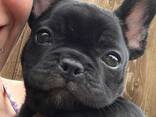French bulldog puppies raised in a loving family home, - фото 3