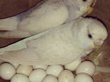Fresh Parrot Fertile Eggs and Parrots For Sale - photo 1