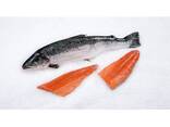 New Batch Fresh Atlantic Salmon Fish From Norway / Atlantic Salmon Fish For Sale Worldwide