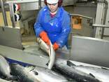 Ready to be ship frozen wild salmon, frozen salmon fish fillets, fresh mackerel fish - photo 2