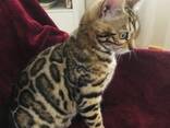 Gatita Bengalí en venta - photo 3