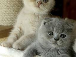 Gatita escocesa busca nuevo hogar